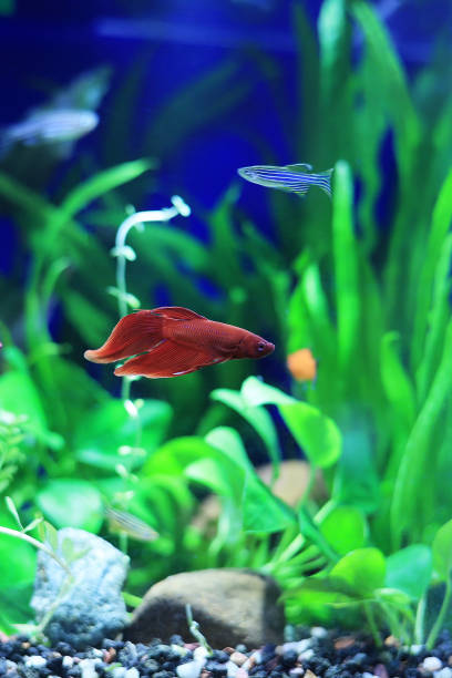 istock Aquarium Betta Splendens Male 2193044912