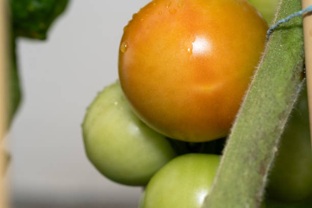 Bunch of unripe garden tomatoes with water drops