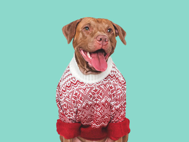 istock Cute dog and red warm knitted sweater 2193048175