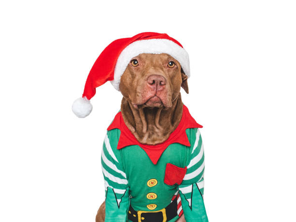 istock Merry Christmas and Happy New Year. Charming dog 2193048199