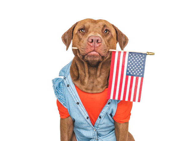istock Charming, sweet brown dog and American Flag 2193048211