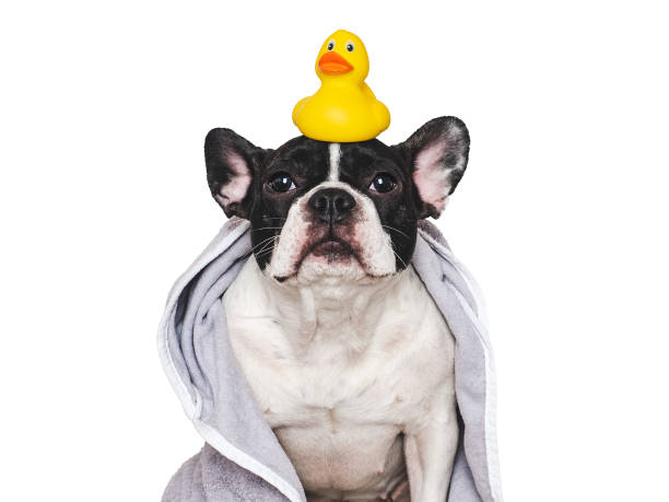 istock Cute puppy, blue towel and yellow rubber duck 2193048252