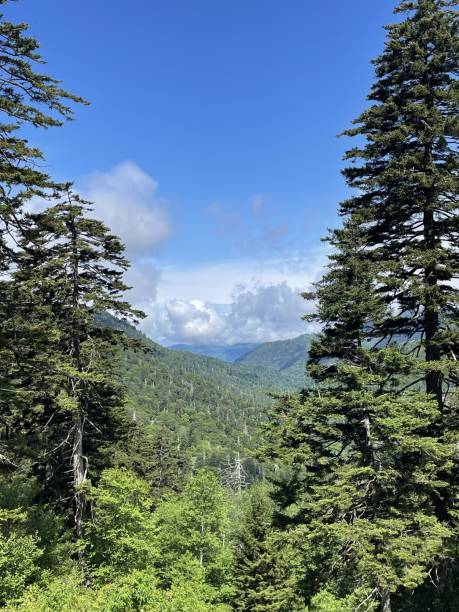 istock Gorgeous trees of the Smoky Mountains 2193048636