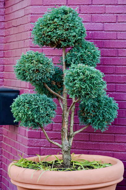 istock Decorative Potted Plant Against Purple Brick Wall 2193049115