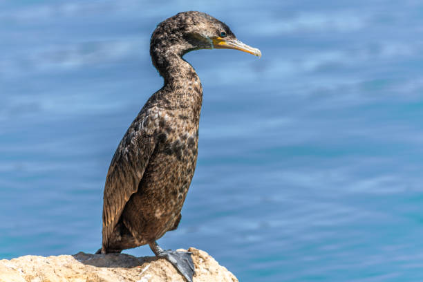 Unlike its similar seagoing cousins, the Neotropic Cormorant (Phalacrocorax brasilianus) can thrive in an arid climate as long as there are ponds or wetlands with small fish and amphibians for the cormorants to eat.  Unlike most birds, cormorant feathers get wet when they dive for fish so they need to dry them out before they can fly efficiently. After fishing, cormorants perch on a branch or log with their wings outstretched in the sunshine.  This male cormorant was photographed at Walnut Canyon Lakes in Flagstaff, Arizona, USA.