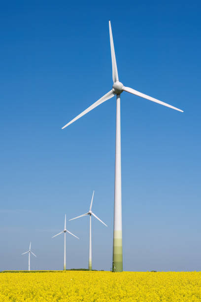 istock Wind turbines in a flowering canola field 2193049948