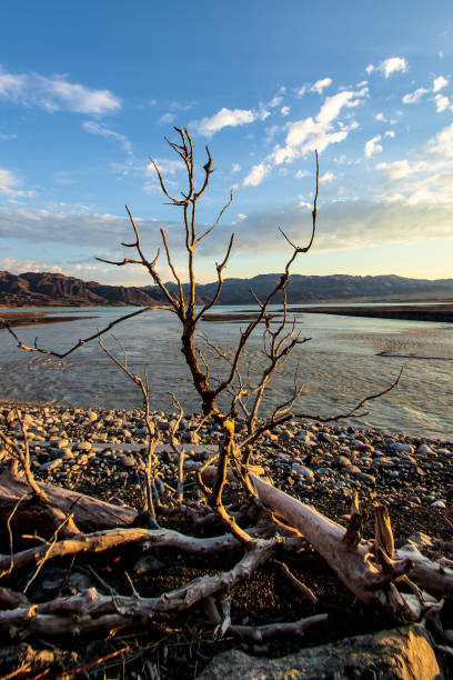 istock Dry Tree by Serene Waters at Sunset A Beautiful Tranquil Nature Scene Capturing Perfect Tranquility and Peacefulness 2193050571