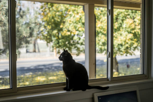 istock Black cat in focus sitting on a windowsill looking at trees outside 2193051918