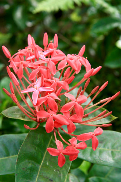 istock wild flowers, inflorescences petals close-up 2193053648