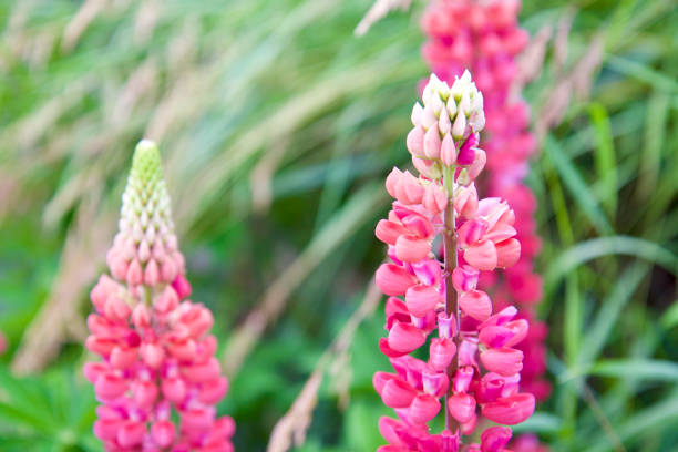 wild flowers, inflorescences petals close-up. High quality photo.