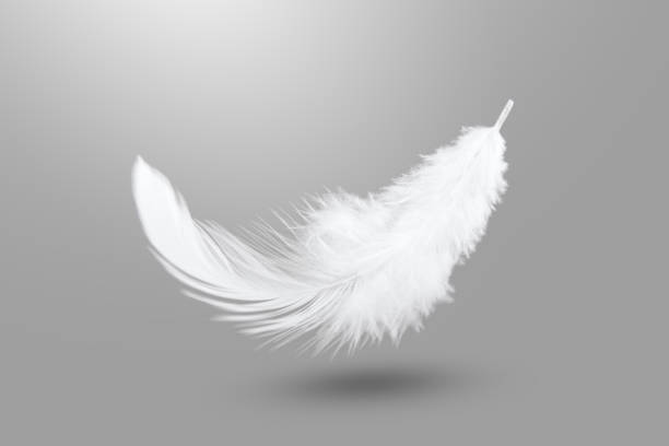 istock Abstract White Bird Feathers Falling in The Air. Fluffy Downy, Peace. Softness of Floating Feathers. Feather on Gray Background. 2193054522