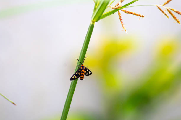 small beetle perched on long grass on morning
