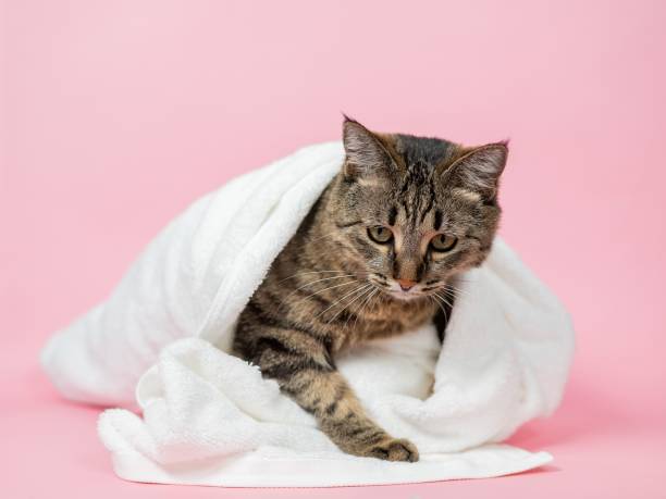 istock Striped cat wrapped in a white towel on a pink background. 2193055031