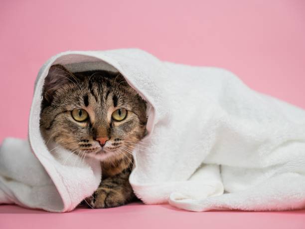 istock Striped cat wrapped in a white towel on a pink background. 2193055083