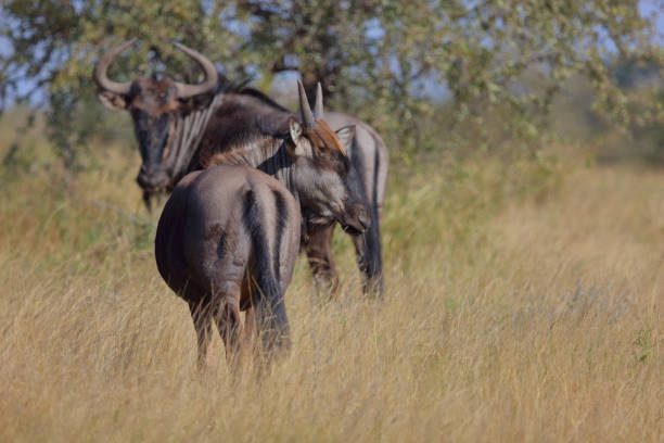 Wildebeest also called gnu are antelopes of the genus Connochaetes and native to Eastern and Southern Africa