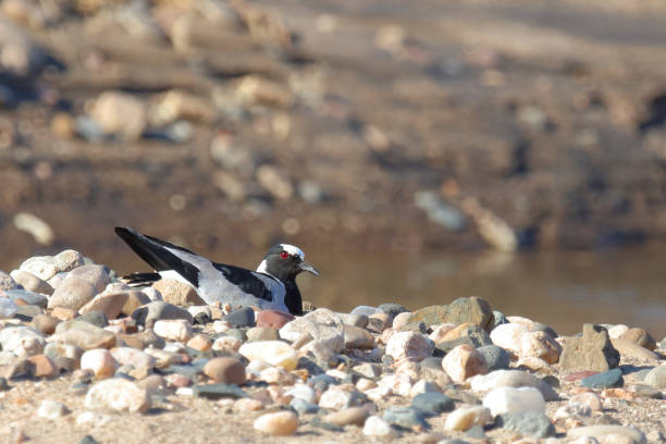 istock Waffenkiebitz / Blacksmith lapwing or Blacksmith plover / Vanellus armatus 2193056673