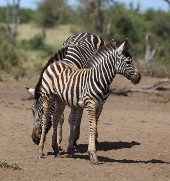 istock Steppenzebra / Burchell's zebra / Equus quagga burchellii 2193056778