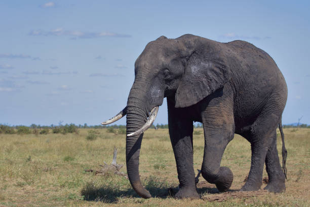 istock Afrikanischer Elefant / African elephant / Loxodonta africana 2193056997