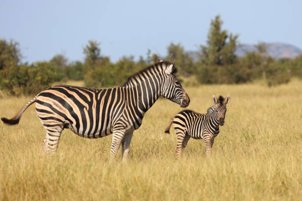 istock Steppenzebra / Burchell's zebra / Equus quagga burchellii 2193057209