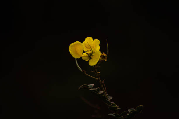 Cassia auriculata, commonly termed as ‘Cassia’, is a shrub grown across the Indian subcontinent and predominantly used in Ayurvedic medicine. C. auriculata is identified for its antidiabetic, hypoglycemic, and hypolipidemic bioactivities. Cassia is also used across nutraceutical as herbal medicine for anti-microbial, anti-viral and anti-spasmodic properties.