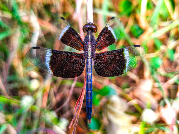 Close-up black and white dragonfly