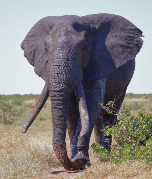 istock Afrikanischer Elefant / African elephant / Loxodonta africana 2193057664
