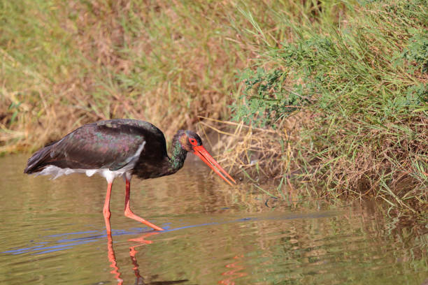 istock Schwarzstorch / Black Stork / Ciconia nigra 2193057991