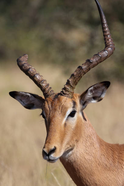 istock Schwarzfersenantilope / Impala / Aepyceros melampus 2193058145