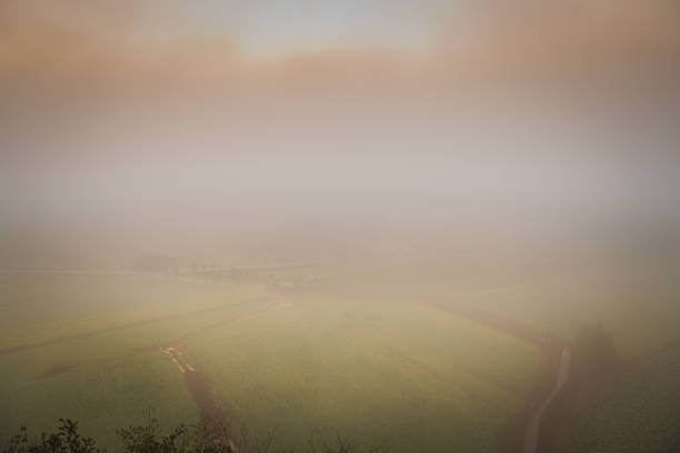 Tree in the mist in a farm during early morning