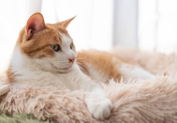 istock Cute cat relaxing by the window 2193058222
