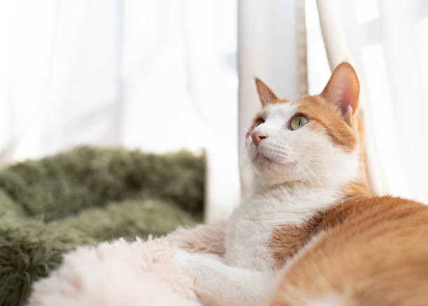 istock Cute cat relaxing by the window 2193058255