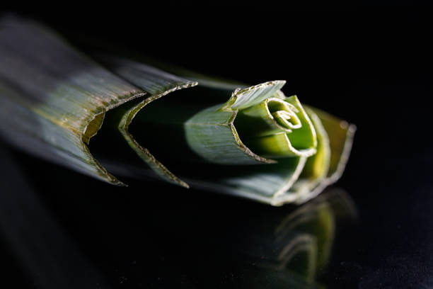 One Fresh Leek Isolated on White Background, high angle view, studioshot.