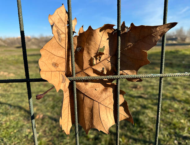 Dry tree leaf on the fence winter time