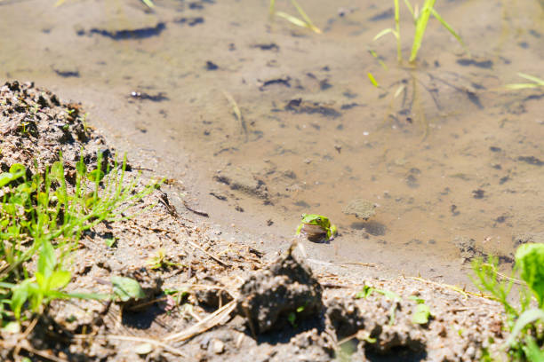 green Frogs in rice paddy field