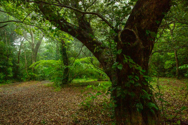 istock Amami Oshima forest in the rainy season 2193061306