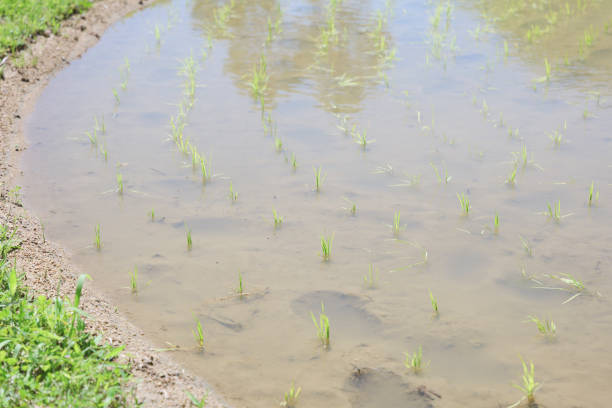 Nature green rice plant on the rice fields