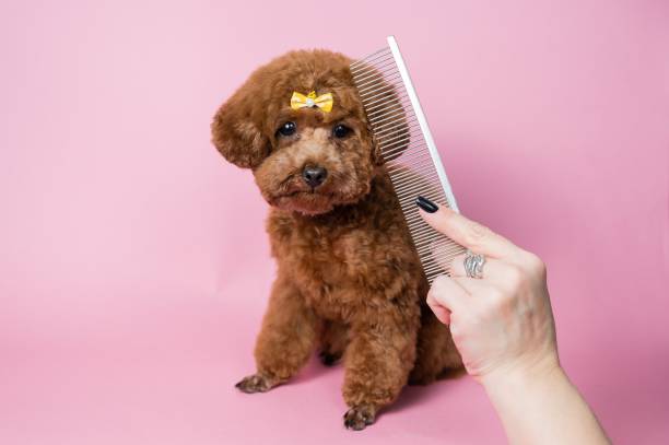 istock Woman combing a mini poodle on a pink background. 2193063484