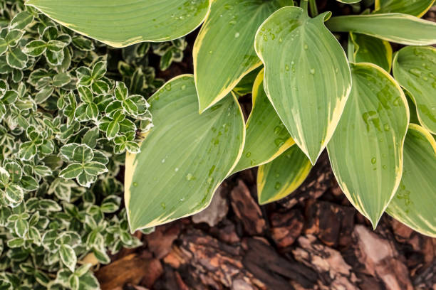 istock Hosta flowers and Euonymus fortunei on a mulch 2193064136
