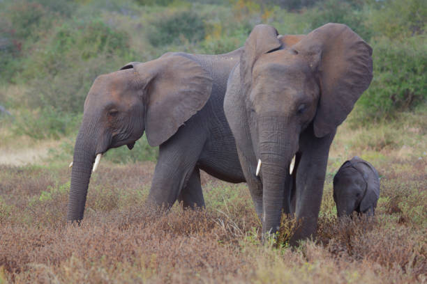istock Afrikanischer Elefant / African elephant / Loxodonta africana 2193064320