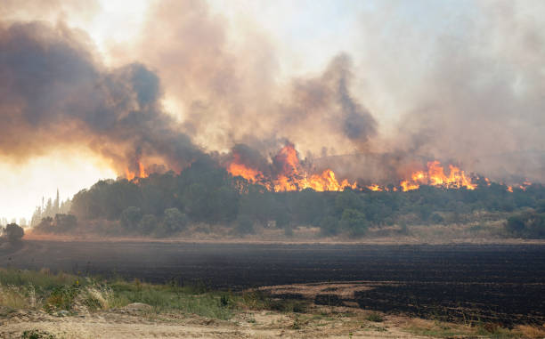 istock Forest Fire in Gallipoli, Canakkale, Turkiye 2193065043