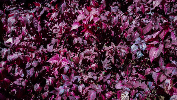 istock purple leaf ponytail purslane 2193065234