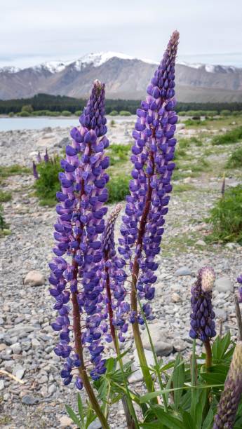 istock Lupine flowers at Lake Tekapo 2193065610