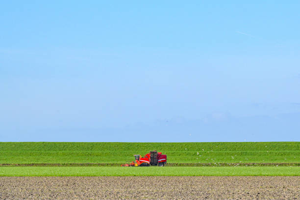 istock Harvesting sugar beet plants in a field next to a levee 2193066025