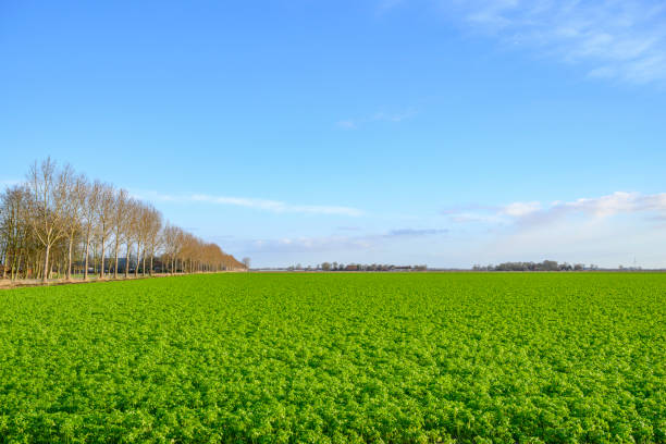 meadow with blue sky, Holland,
