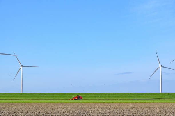 Sugar beet harvesting in a field where one machine picks up the potatoes and loads them in a trailer pulled by a tractor that is waiting alongside the field near Espel in the Noordoostpolder, Flevoland, The Netherlands. The IJsselmeer levee with windturbines can be seen in the background.