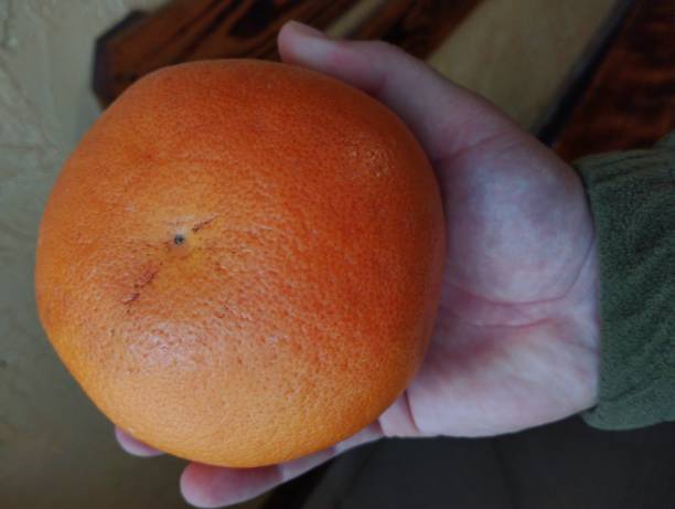 Orange delicious grapefruit in human hand. Citrus fruit theme. Useful fruit with lots of vitamins.