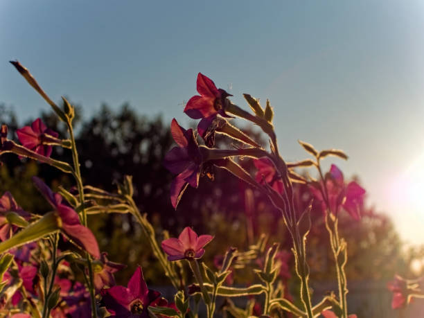 Purple flowers bloomed in the garden, Russia