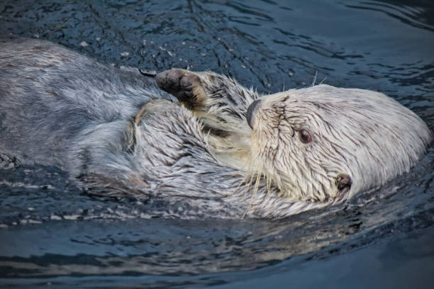 istock Adorable otter swimming 2193073897