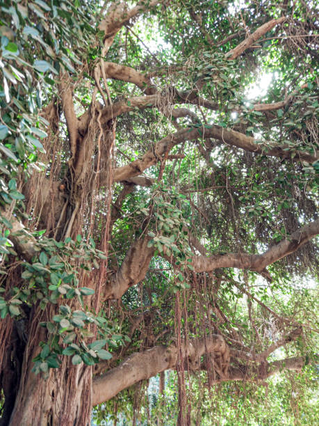 istock old Banyan tree Ficus benghalensis Tree at Cairo, Egypt 2193073979