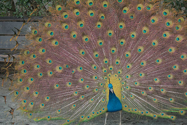 istock Elegant peacock with colorful wings 2193074301